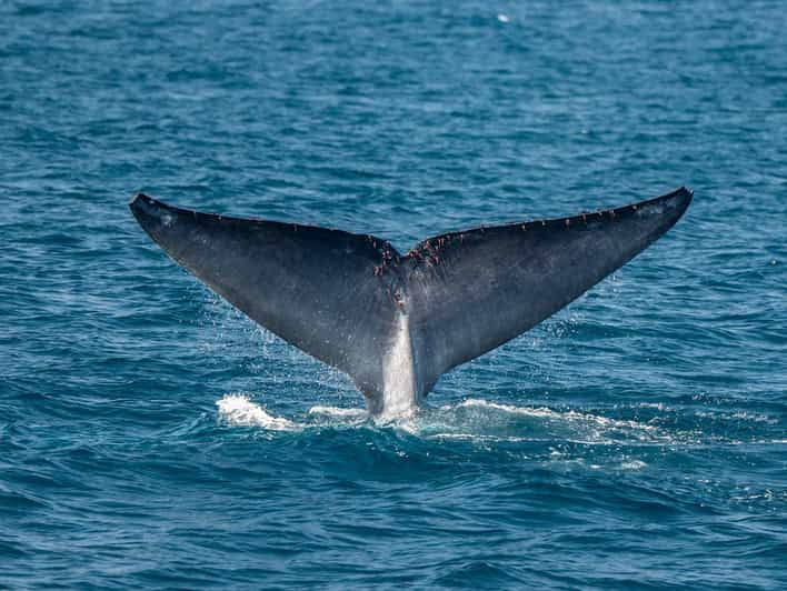san-diego-dolphin-and-whale-watching-sunset-cruise