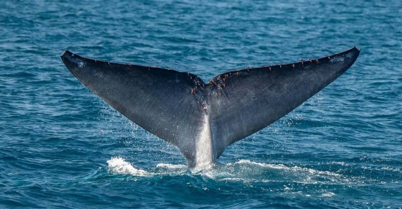 san-diego-dolphin-and-whale-watching-sunset-cruise