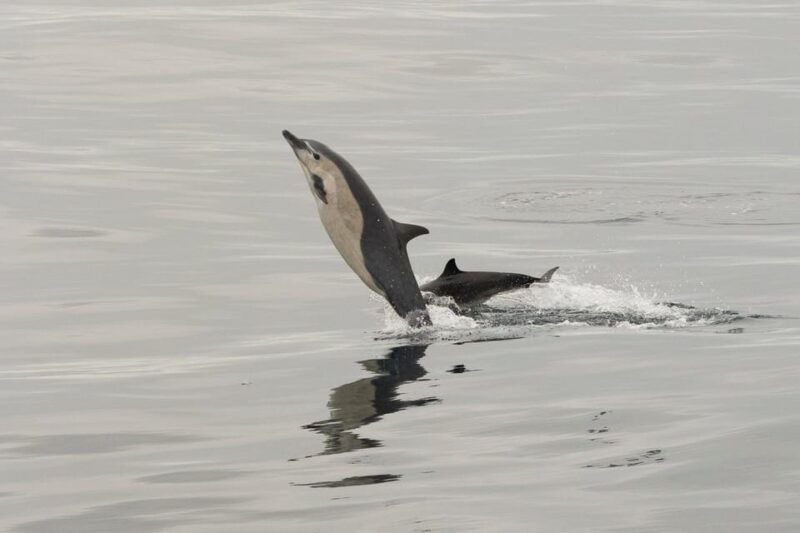 san-diego-dolphin-and-whale-watching-sunset-cruise