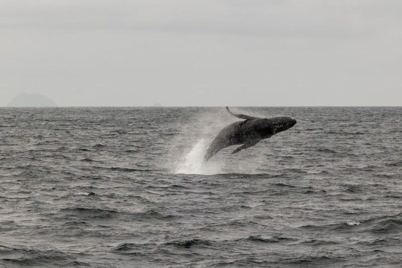 san-diego-dolphin-and-whale-watching-sunset-cruise
