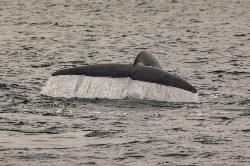 san-diego-dolphin-and-whale-watching-sunset-cruise