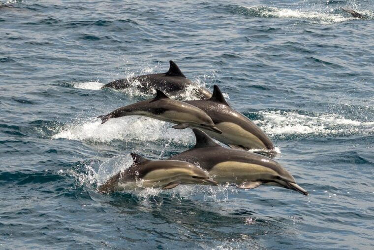 san-diego-dolphin-and-whale-watching-sunset-cruise