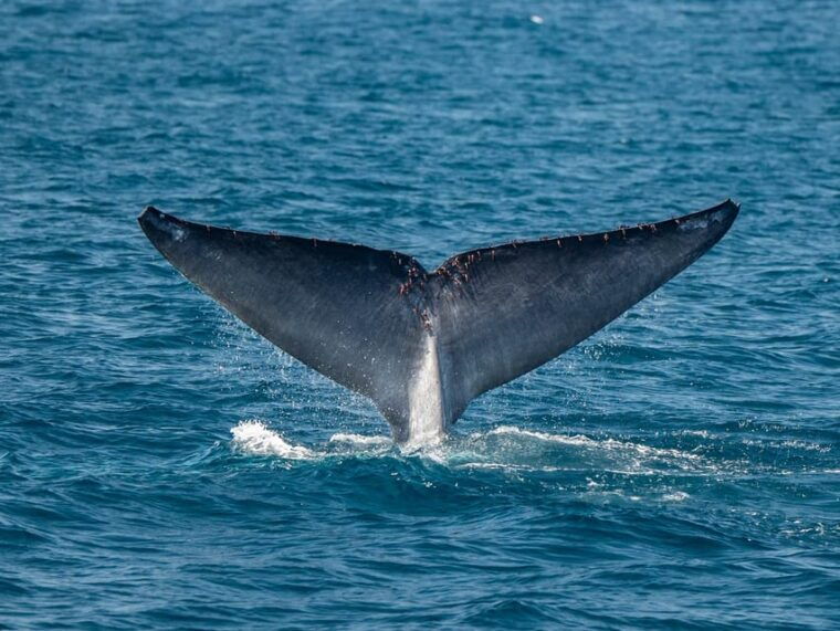 san-diego-dolphin-and-whale-watching-sunset-cruise