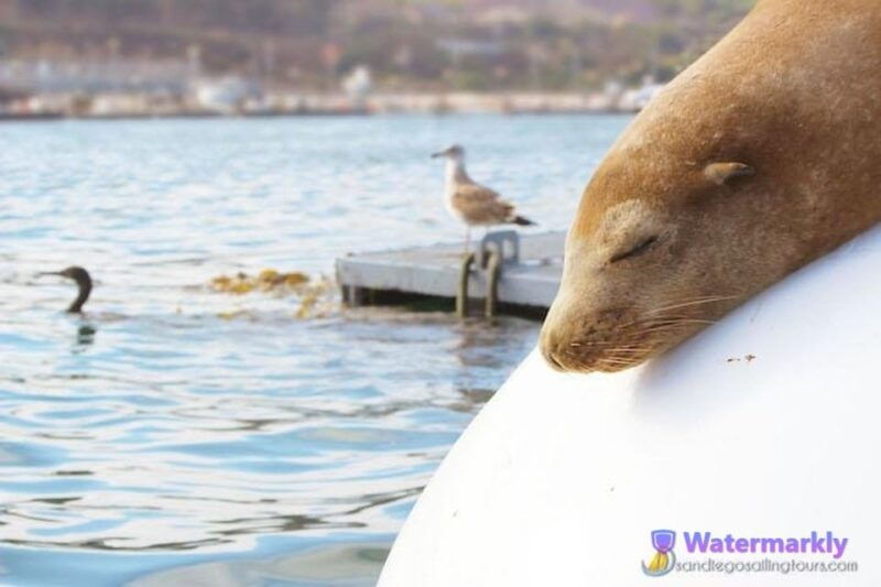 san-diego-half-day-marine-wildlife-tour-with-lunch-3