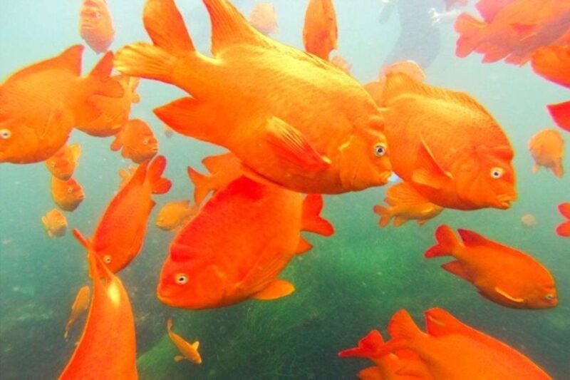 san-diego-la-jolla-cove-guided-snorkeling-tour