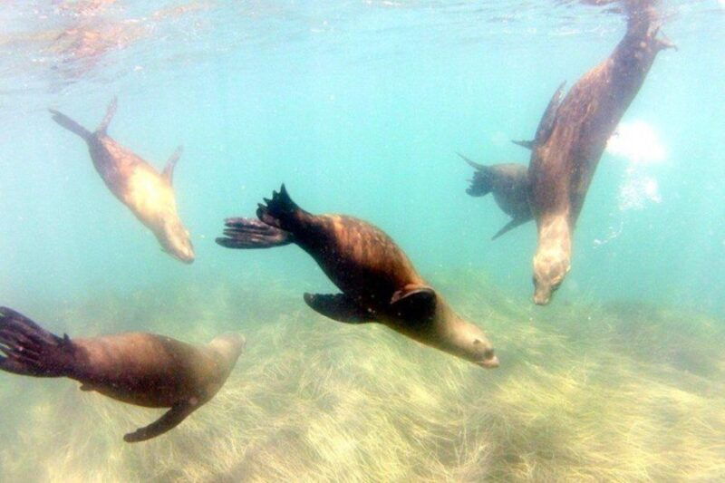 san-diego-la-jolla-cove-guided-snorkeling-tour