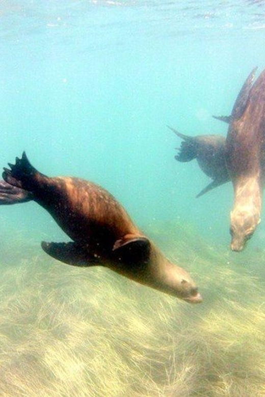 san-diego-la-jolla-cove-guided-snorkeling-tour