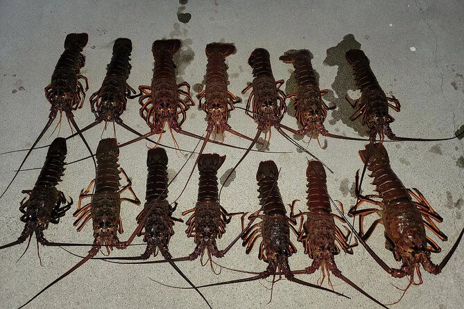 san-diego-lobster-hoop-netting-charter-up-to-6-people