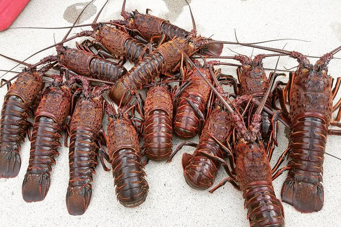 san-diego-lobster-hoop-netting-charter-up-to-6-people