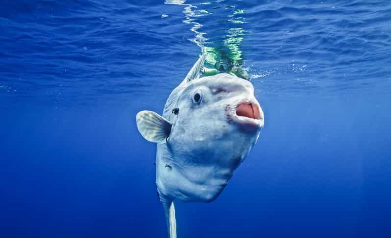 San Diego Ocean Safari: 6-Hour Snorkel Adventure! - An In-Depth Look at the Experience  