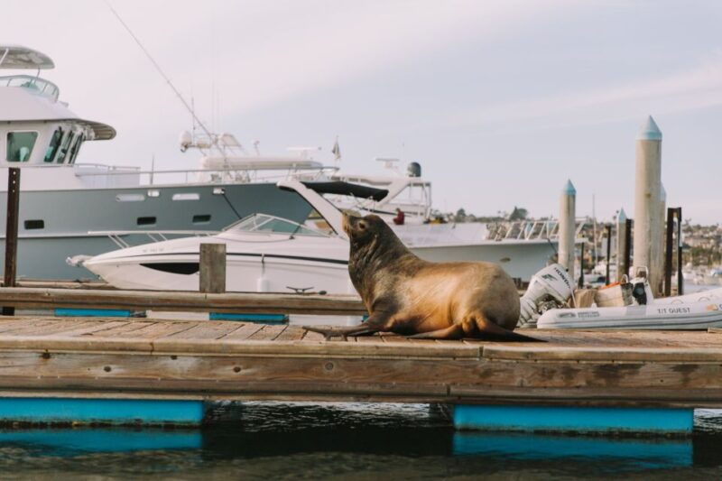 san-diego-san-diego-bay-dog-friendly-eco-pedal-boat-rentals
