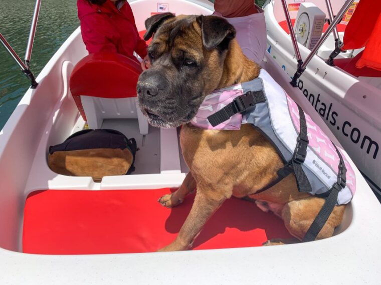 san-diego-san-diego-bay-dog-friendly-eco-pedal-boat-rentals