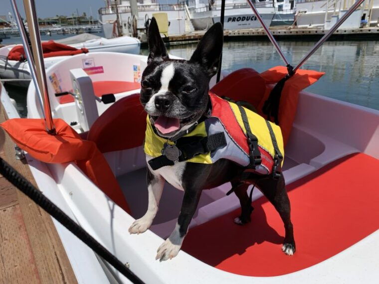 san-diego-san-diego-bay-dog-friendly-eco-pedal-boat-rentals