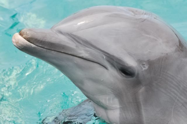 San Diego: SeaWorld Skip-the-Line Park Admission Ticket - FAQ