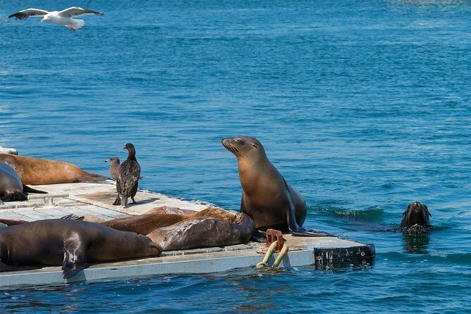San Diego Shore Excursion: San Diego Seal Tour - The Itinerary: From Historic Streets to Marine Life