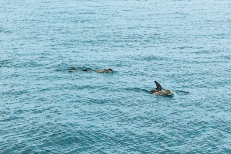 san-diego-whale-and-dolphin-watching-cruise
