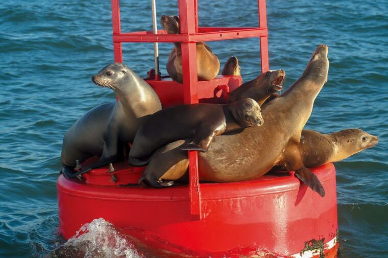 san-diego-whale-and-dolphin-watching-cruise