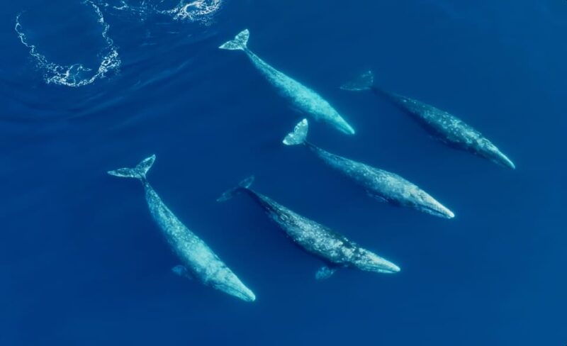 san-diego-whale-and-dolphin-watching-speedboat-tour