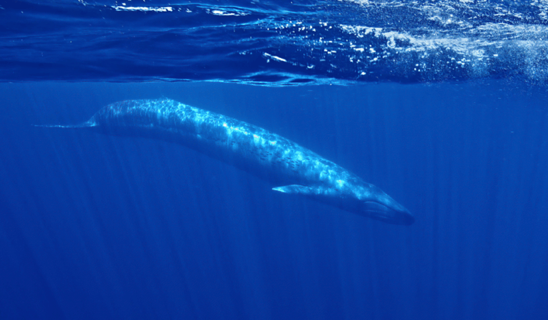 san-diego-whale-and-dolphin-watching-speedboat-tour