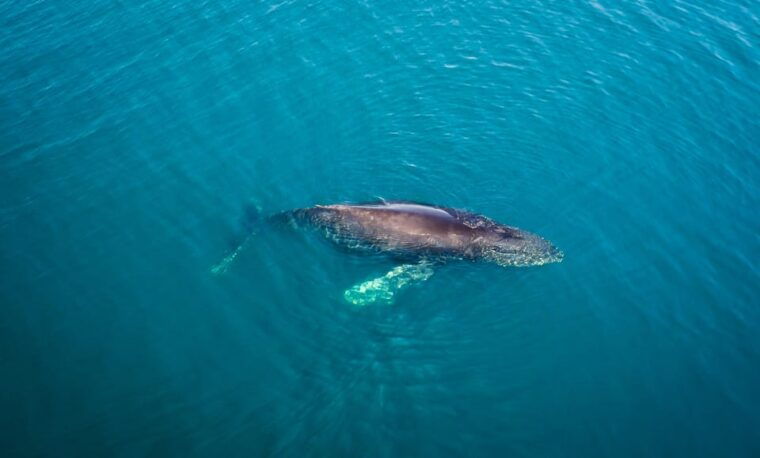san-diego-whale-and-dolphin-watching-speedboat-tour
