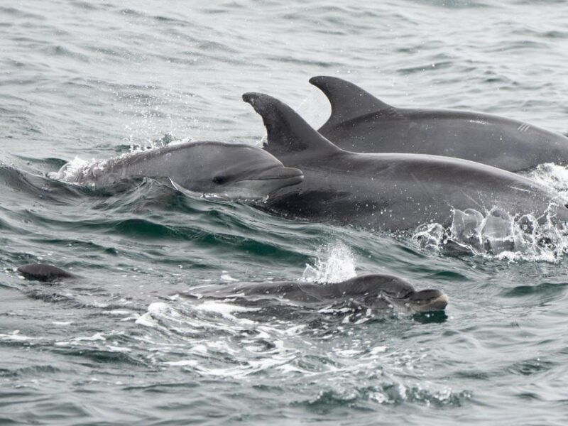 san-diego-whale-watching-cruise-3