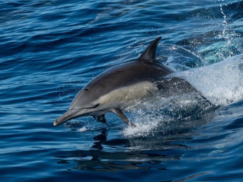 San Diego: Whale Watching Cruise - What to Expect from the Whale Watching Cruise