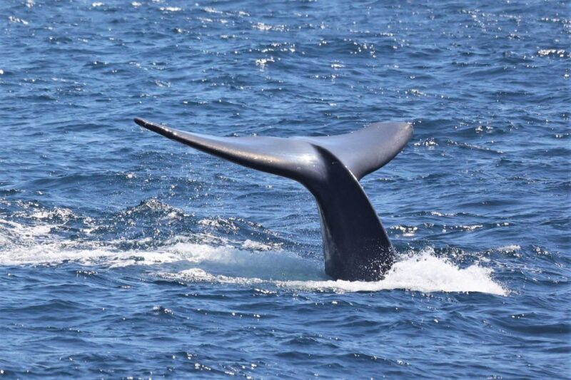 San Diego: Whale Watching Cruise - The Value of This Experience