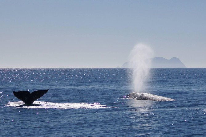 san-diego-whale-watching-cruise
