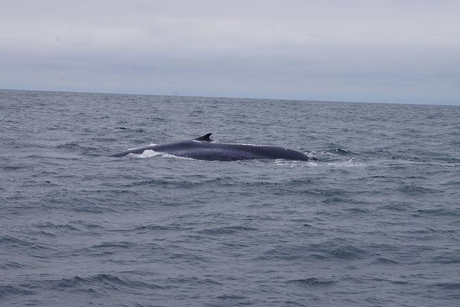 san-diego-whale-watching-cruise