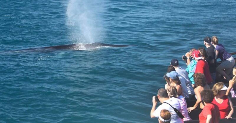 san-diego-whale-watching-tour-2
