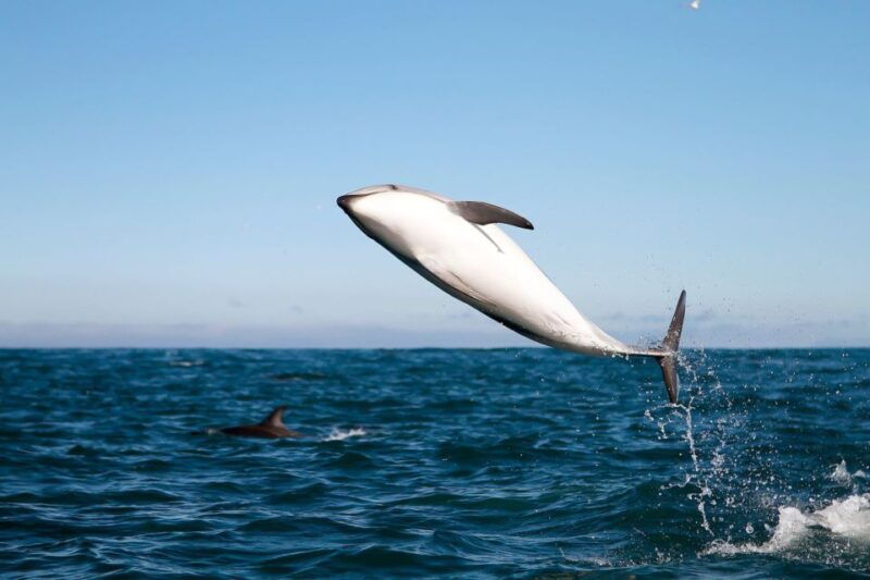 san-diego-whale-watching-tour-2