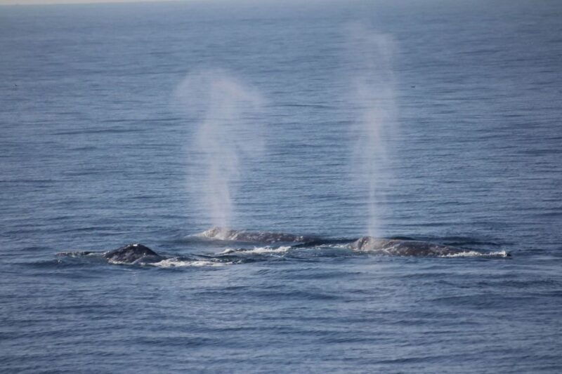 san-diego-whale-watching-tour-2