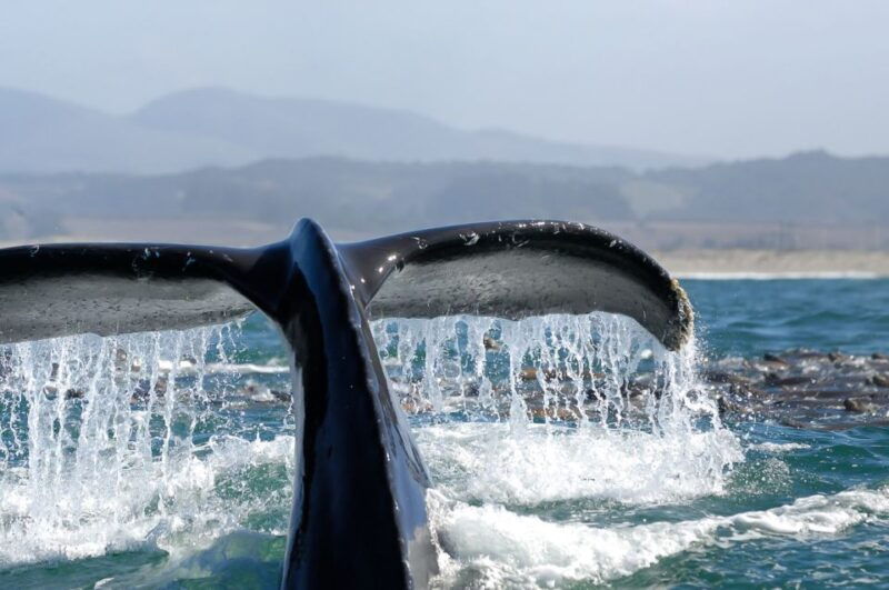 san-diego-whale-watching-tour-2