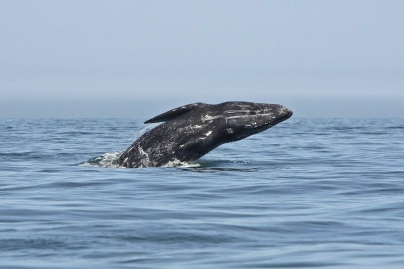 san-diego-whale-watching-tour-2