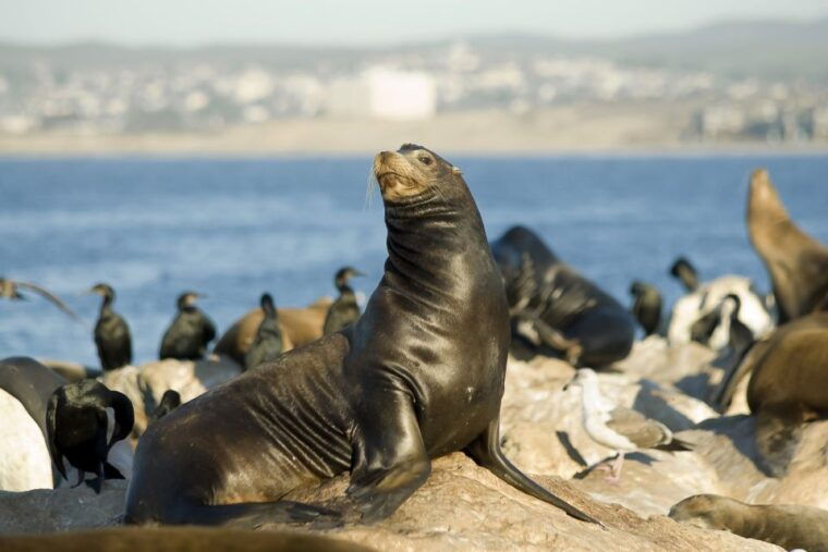 san-diego-whale-watching-tour-2