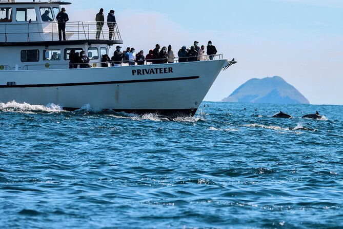 san-diego-whale-watching-tour