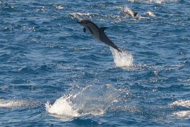 san-diego-whale-watching-tour