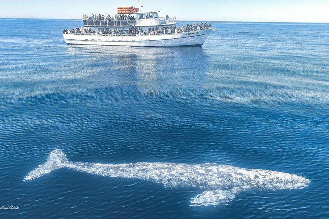 san-diego-whale-watching-tour