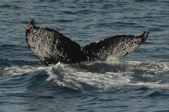 san-diego-whale-watching-tour