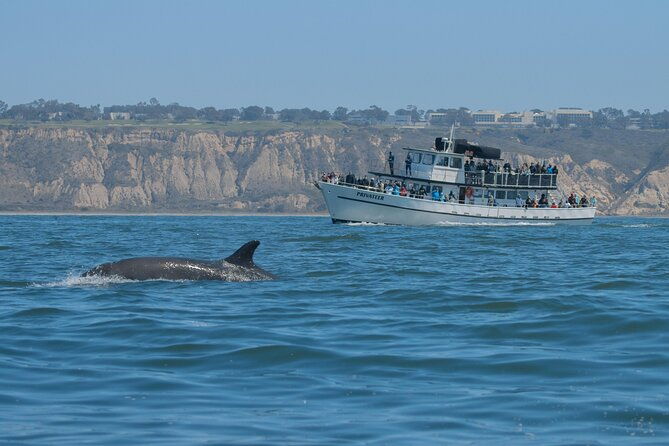 san-diego-whale-watching-tour