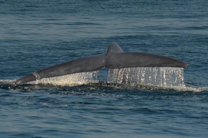 san-diego-whale-watching-tour