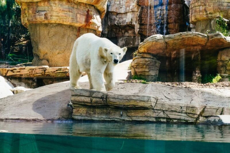 san-diego-zoo-1-day-admission-ticket