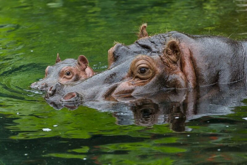 san-diego-zoo-1-day-admission-ticket