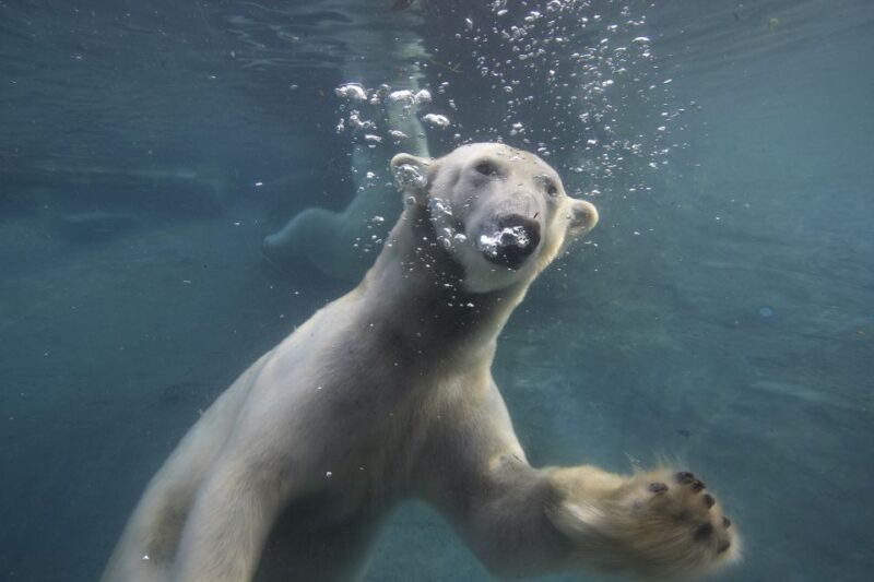 san-diego-zoo-1-day-admission-ticket