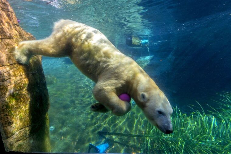 san-diego-zoo-1-day-admission-ticket