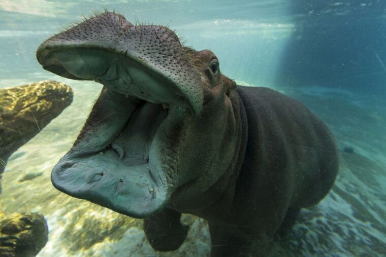 san-diego-zoo-1-day-admission-ticket
