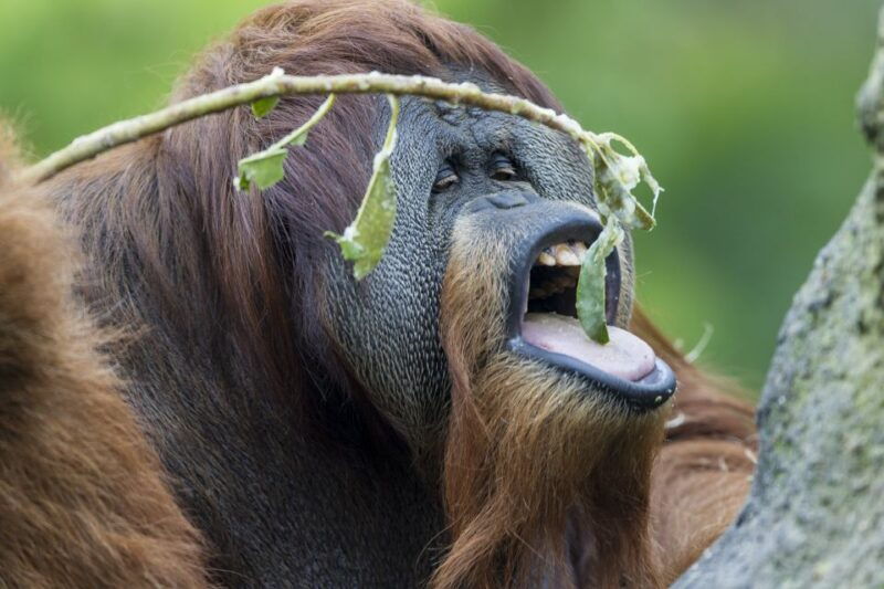 san-diego-zoo-and-safari-park-2-day-entry-ticket