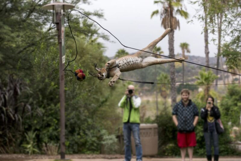 san-diego-zoo-and-safari-park-2-day-entry-ticket