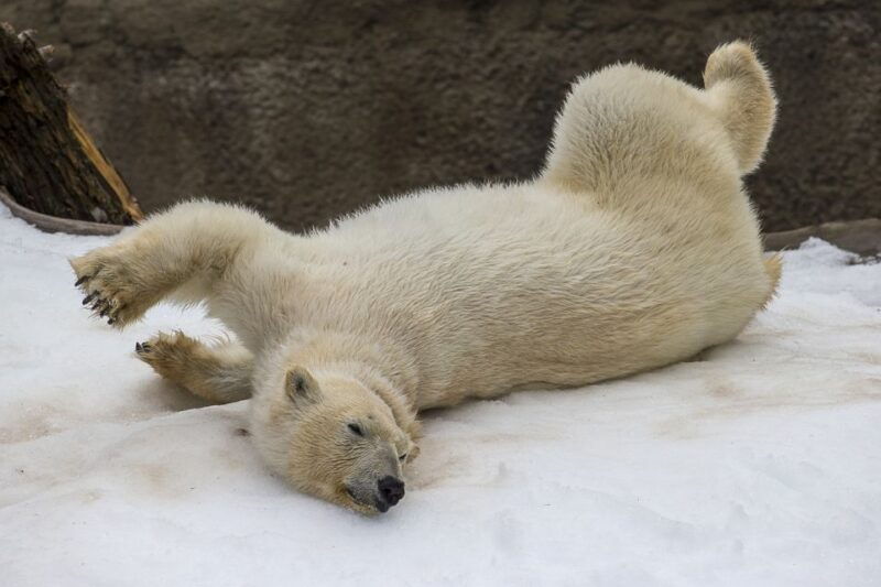 san-diego-zoo-and-safari-park-2-day-entry-ticket