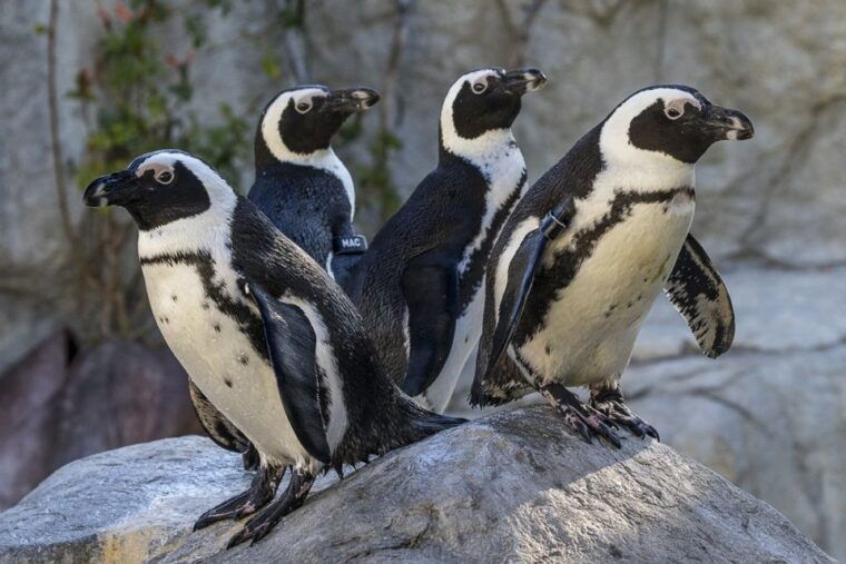 san-diego-zoo-and-safari-park-2-day-entry-ticket